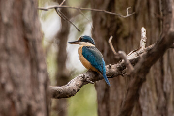 Sacred Kingfisher