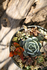 colorful succulent plants in a pot, decorative gardening