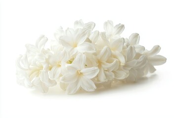 Delicate White Hyacinth Flower on Soft Minimalist Background for Elegant Decor