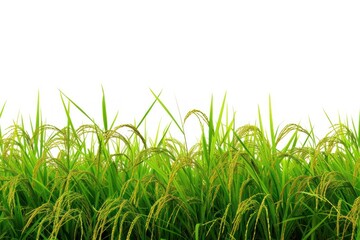 Obraz premium Rice field nature backgrounds landscape.