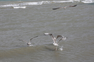 seagulls in flight gliding over the sea surface in search of food