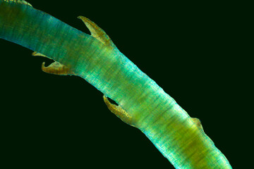 Moss branchlet with micro leaves for asexual reproduction.