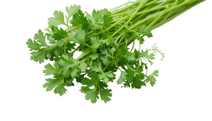 Fresh Green Cilantro Bunch - Vibrant and Healthy Coriander Leaves Transparent Background