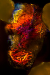 Abstract micrograph of a sand grain from Anguilla, with polarization.