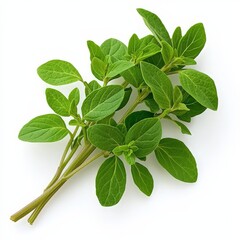 Fototapeta premium Fresh Green Oregano Bunch Isolated on White Background