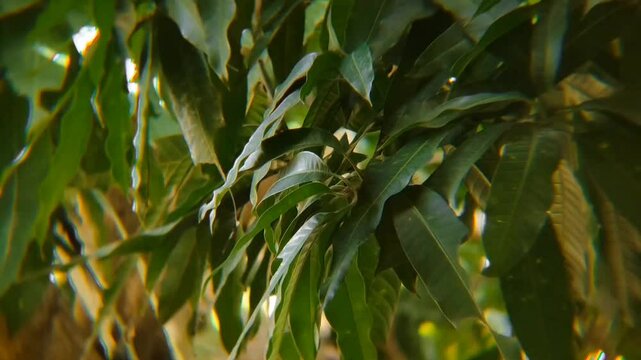 mango tree leaves blown by the wind