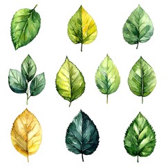 Fototapeta premium Vibrant Watercolor Leaf Set in Fresh Spring Greens and Yellows with Hints of Budding Flowers on White Background