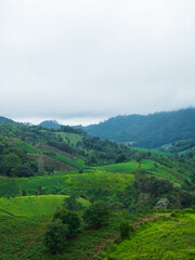 landscape photography vetical view beautiful scenery looking fog green tree forest Mountain hill natural blue sky cloud horizontal distant countryside thailand asia travel holiday wind relax dawn time