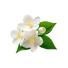 White jasmine flower branch on transparent background
