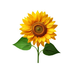 Obraz premium Yellow Sunflower plant on transparent background