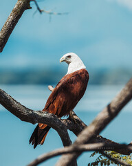 Brahminy kite on the branch near the lake.