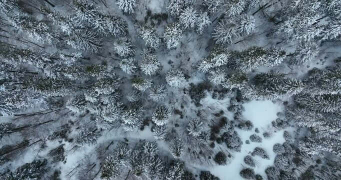 Top down view of the pine forest cowered with snow on the moutain
