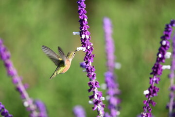Colibrí, hummingbird 