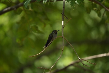 hummingbird