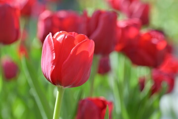 Fototapeta premium Close-up of red tulips in a field. The red tulips are in full bloom in natural light with green leaves forming a rich background.