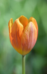 Close-up of an orange tulip. An orange tulip is blooming in natural soft sunlight with green leaves forming a rich background.