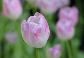 Close-up of pink tulips, showcasing a mix of pink and white petals. The pink tulips bloom in natural, soft sunlight, with green leaves forming a rich background.