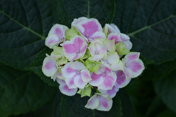 Fototapeta premium Close-up of Hydrangea flowers, showcasing a mix of pink and white petals. The Hydrangea are in full bloom in natural, soft sunlight with dark green leaves forming a rich background.