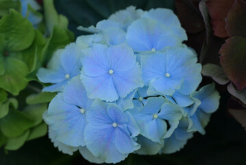 Close-up of Hydrangea flowers with blue petals in full bloom in natural, soft sunlight with green leaves forming a rich background.