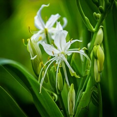 Obraz premium Amazon lily flowers