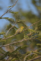 Yellow bird 