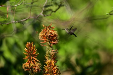 Hummingbird and orange flower 