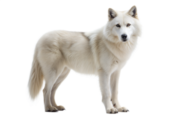 Arctic Wolf on Black Background