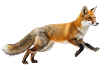 Fototapeta premium Red Fox in leap