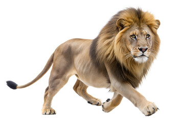 Obraz premium Majestic Male Lion Walking