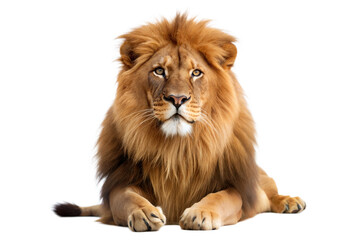 Fototapeta premium Majestic Male Lion