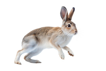 Obraz premium Leaping Hare