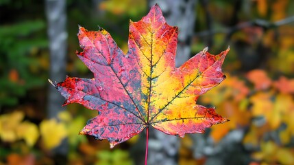 Obraz premium Vibrant autumn maple leaf with red and yellow colors, water droplets, close-up.
