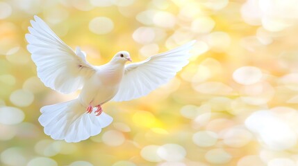 Obraz premium White dove in flight against a soft, golden bokeh background.