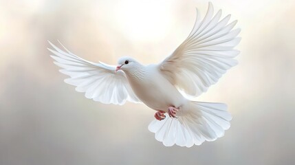 White dove in flight, wings spread wide, soft light background.