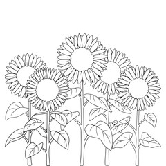 Sunflowers cloring page Line Art, Fine Line Sunflowers Hand Drawn Illustration. Fine Line Sunflowers illustration. Floral Line Art. Black and White Sunflowers Graphics
