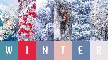 Season of year. Winter horizontal nature banner with frost-covered branches of blue spruce, pine and rime ice on berries. Nature collage with seasonal scenes. Copy space for text
