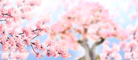 Horizontal banner with sakura flowers of pink color on blue sky backdrop. Beautiful nature spring background with a branch of blooming sakura. Sakura blossoming season in Japan