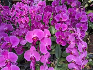 Colorful mix of Phalaenopsis orchid flowers bloom
