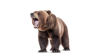 Fototapeta premium A Bear bear wildlife mammal.