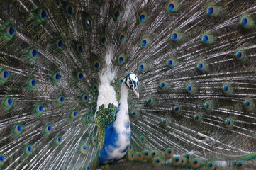 Fototapeta premium A male peacock shows its beautiful plumage during a mating dance.