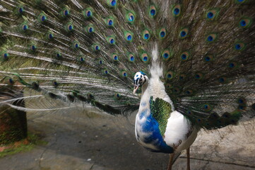 A male peacock shows its beautiful plumage during a mating dance.