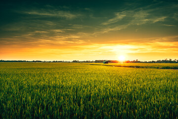 View of rice fields with green rice growing in the sunset.. © Charnchai saeheng