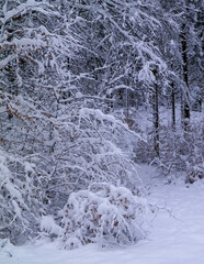 Winter in forest. Snow on trees.