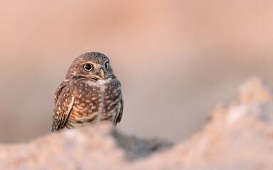 Burrowing Owl eye beauty