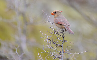 Female Cardinal