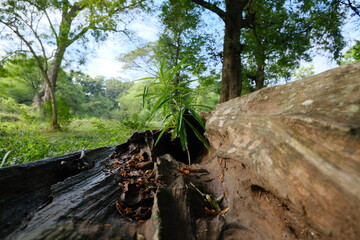Detailed Close-Up of Weathered Teak Tree Bark Texture in Lush Forest Setting