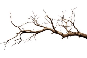 Tree branch plant white background.