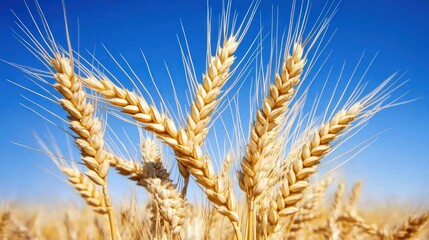 Close-up of golden wheat ears against a clear blue sky, highlighting agricultural abundance.