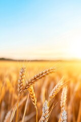Fototapeta premium Golden Wheat Field at Sunrise A Tranquil Landscape of Agriculture in Warm Light