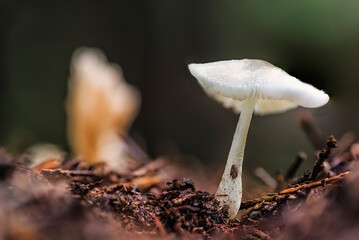 Mushrooms growing among the green moss with the lights of the forest out of focus in the background. Selective focus